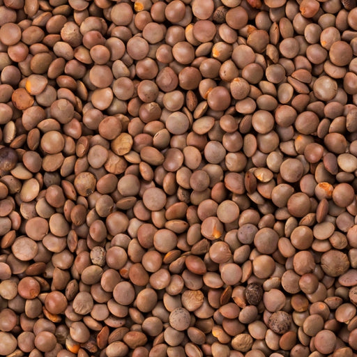 Dikotylon Small Brown Lentil - Foodcraft Online Store