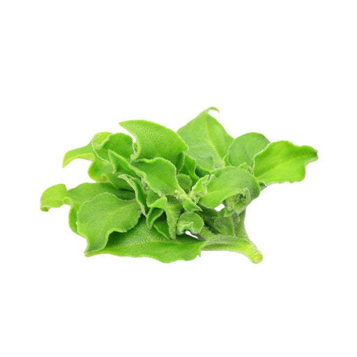 Ice Plant - Foodcraft Online Store