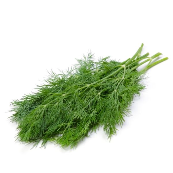 Fresh Dill - 100g — FoodCraft Online Store